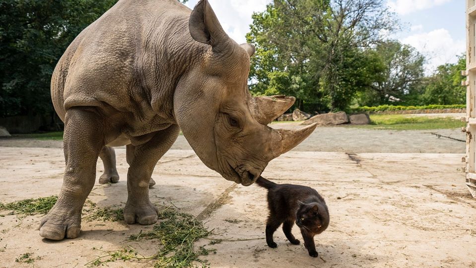 zoo králové